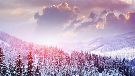 Snowy Forest Wallpaper ·① WallpaperTag