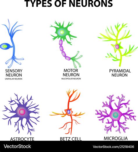 Types neurons structure sensory motor neuron Vector Image