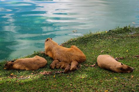 Capybara Environment