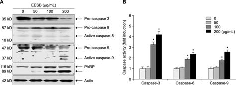 Activation of caspases and degradation of caspase substrates by ethanol... | Download Scientific ...