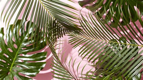 Tropical Leaves Desktop Wallpapers - Top Free Tropical Leaves Desktop Backgrounds - WallpaperAccess