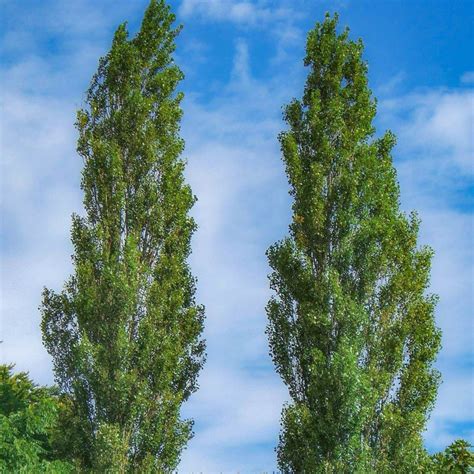 Lombardy Poplar Tree - Elegant Privacy Tree — PlantingTree™