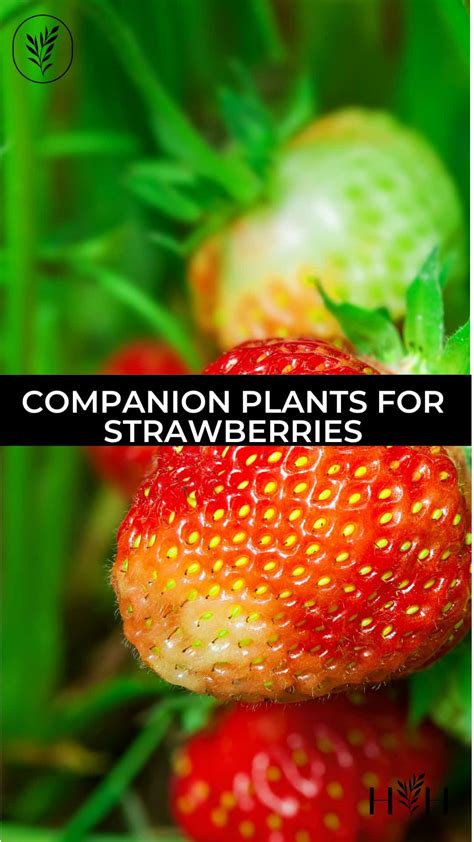 11+ companion plants for strawberries 🍓 🌿 Enhancing growth and repelling pests