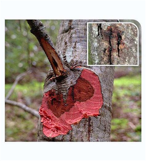 Sudden Oak Death Treatment | Call Today | Tree Doctor USA