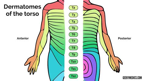 Shoulder Dermatome Map - Dermatomes Chart and Map