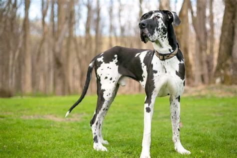 Great Dane Lifespan: Why You Should Cherish Every Minute Spent With This Breed