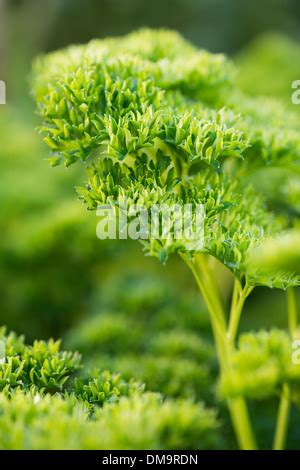 Curly parsley plant growing in the garden Stock Photo - Alamy