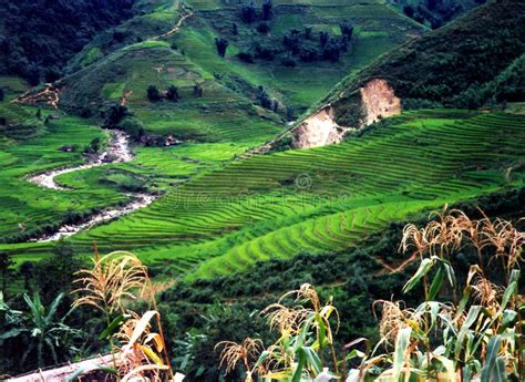 Terraced rice paddies stock photo. Image of rice, mountain - 265280