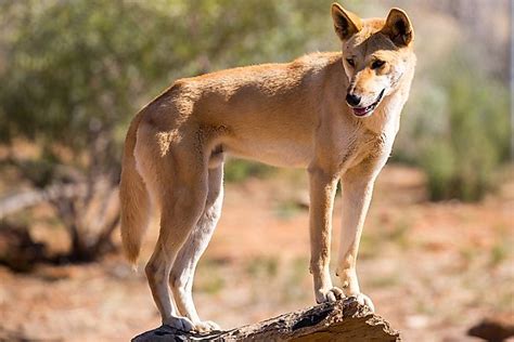 What Animals Live In The Australian Outback? - WorldAtlas.com