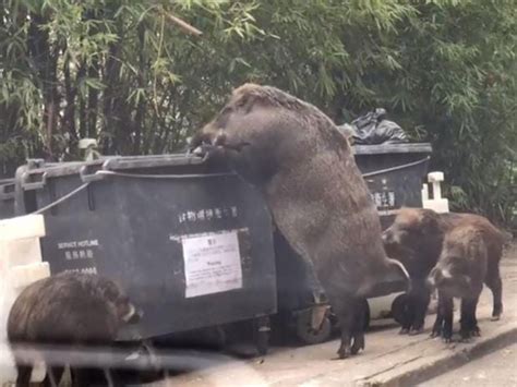 Giant wild boar eats from rubbish bin near school | The Independent