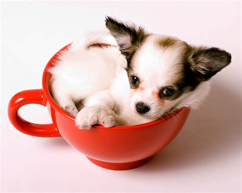 The Truth About The Teacup Chihuahua - Animalso