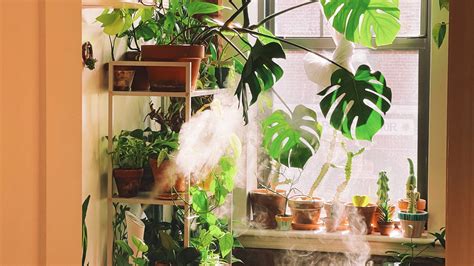 8 of the Best Indoor Plant Decor Pages to Follow on Instagram | Architectural Digest