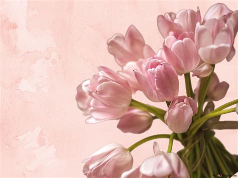 A Bouquet of Pink Tulips 4K wallpaper download