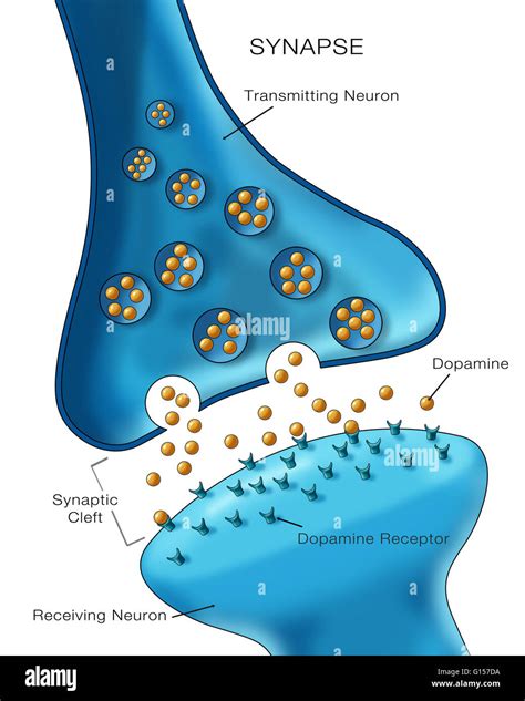 Labeled illustration depicting normal neuron synapse activity Stock Photo - Alamy