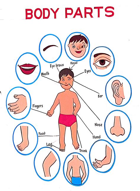 File:Human body parts diagram.jpg - Wikimedia Commons