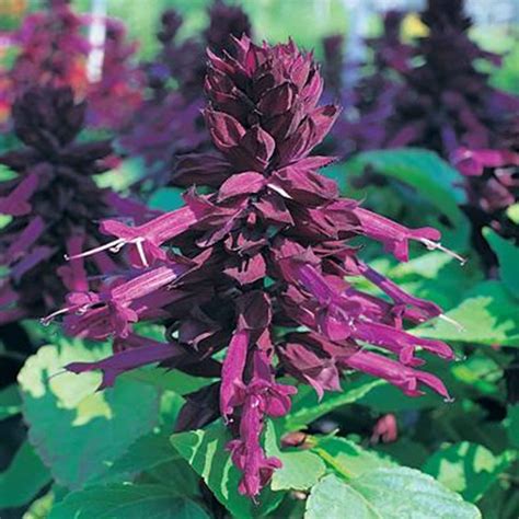 Salvia Flower Garden Seeds - Sizzler Series - 1000 Seeds - Purple Blooms - Annual Flower ...