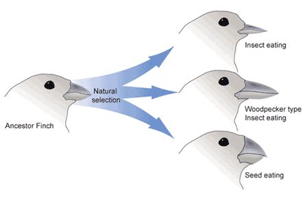 19.3A: Natural Selection and Adaptive Evolution - Biology LibreTexts