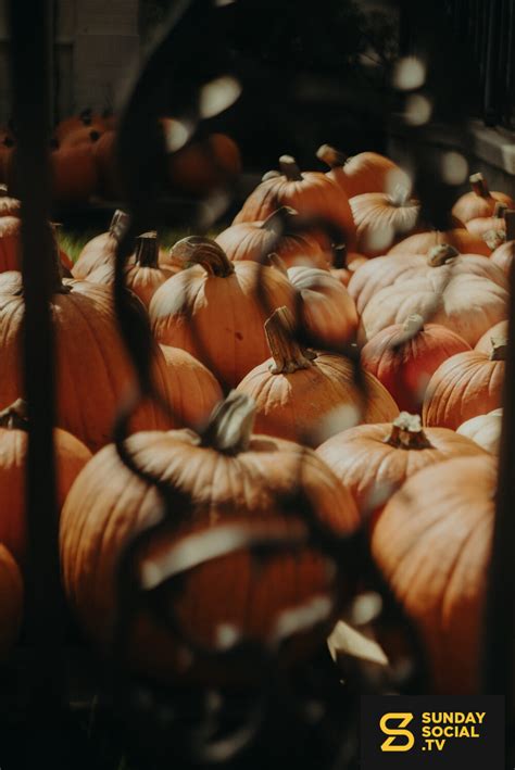 Pumpkin Patch Photoshoot 12 - Sunday Social