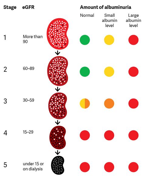 Stages of kidney disease | Kidney Health Australia