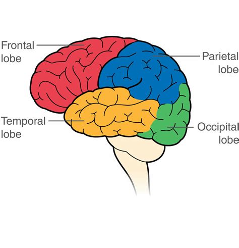 The brain - structure and function - Cancer Information - Macmillan Cancer Support