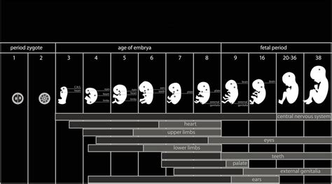 Fetal Development Pictures