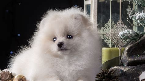 Puppy White Cute, HD Animals, 4k Wallpapers, Images, Backgrounds, Photos and Pictures