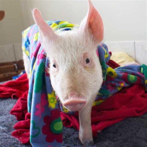 "pig in a blanket" | Baby pigs, Cute pigs, Pet pigs