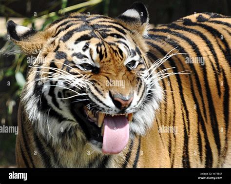 Angry Tiger High Resolution Stock Photography and Images - Alamy