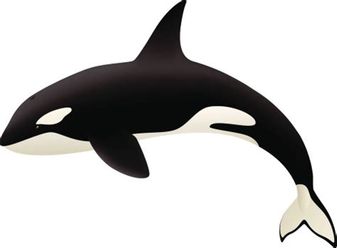 Killer Whale Clipart - ClipArt Best