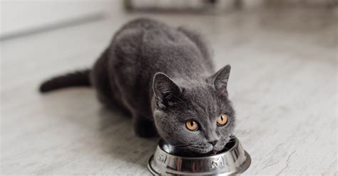 What Ingredients to Look or in Cat Food | PawTracks