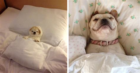 20+ Sleepy Dogs Who’re Definitely Not Letting You Sleep In Your Bed Tonight | Bored Panda