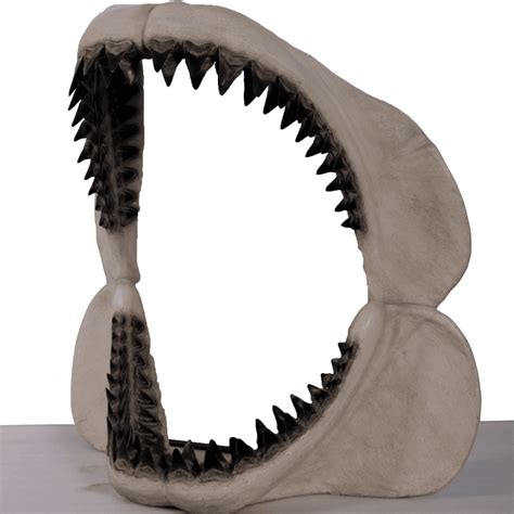 Megalodon Jaw Sculpture (Giant Shark Jaw) - Australia