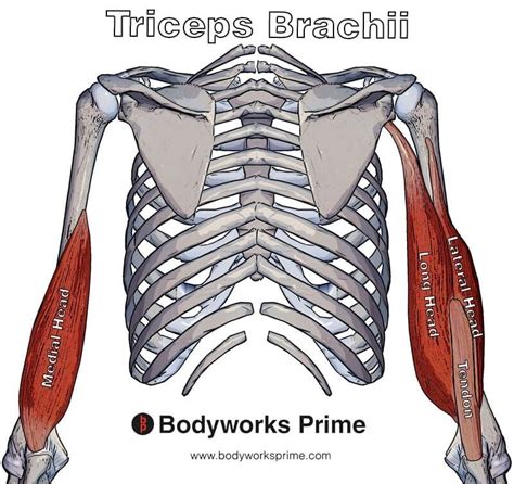 Triceps Medial Head