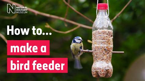 How to make a bird feeder | Natural History Museum