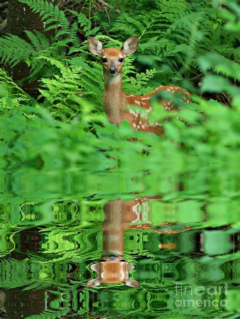 A Deer Reflection Photograph by Barbara S Nickerson - Fine Art America