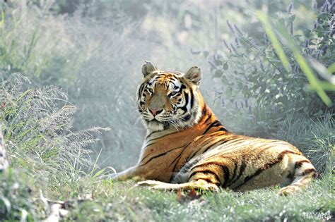 Siberian Tiger Habitat Biome