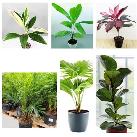 Pack of Beautiful Foliage Plant, Houseplant - Nursery Nisarga