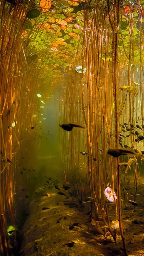 Water Tadpoles Underwater iPhone 8 Wallpapers Free Download