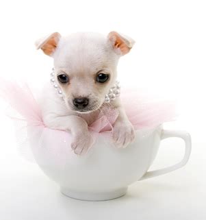 White Teacup Chihuahua Images & Pictures - Becuo