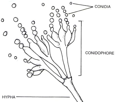 conidia - Study Solutions