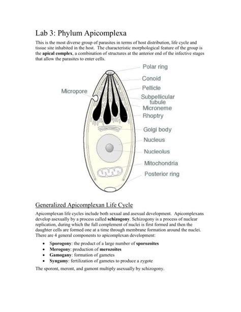 Phylum Apicomplexa