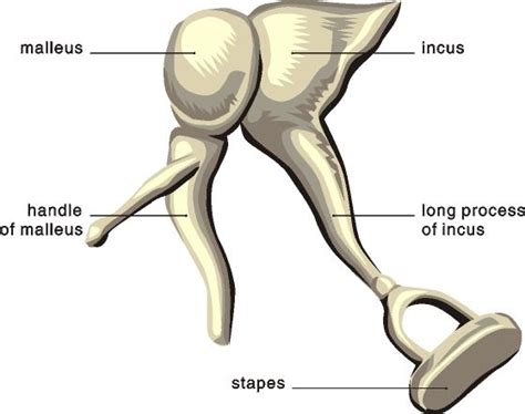 [DIAGRAM] Middle Ear Bone Diagram - MYDIAGRAM.ONLINE