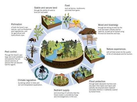 Forest Resources Presentation