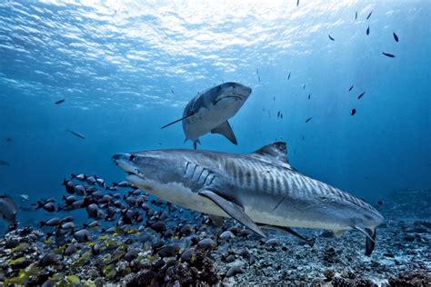 Are Tiger Sharks Dangerous? - American Oceans