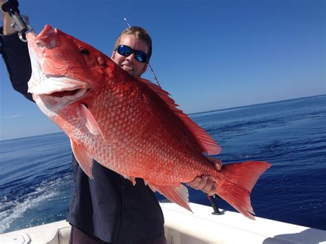 What is Izumidai Sashimi Difference with Red Snapper Sashimi? - Red Snapper Fish, Red Snapper ...