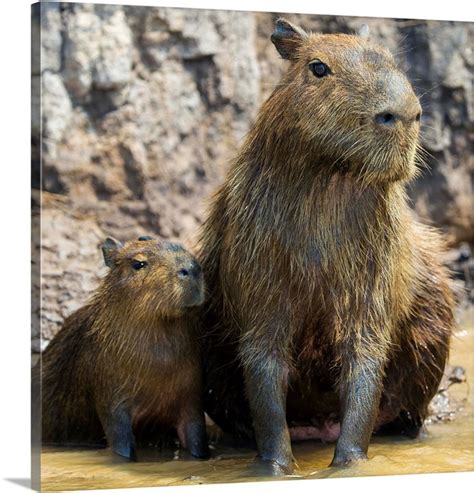 South America, Brazil, A Capybara Is A Rodent Commonly Found In The Pantanal | Great Big Canvas