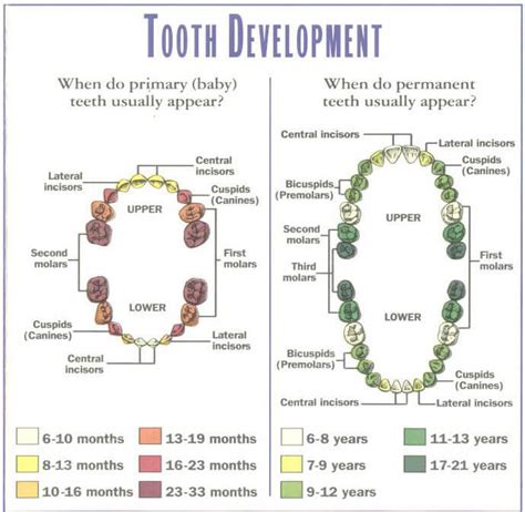 20 Free Printable Baby Teeth Eruption Charts (Word, PDF)