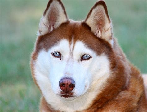 Facts About the Siberian Husky: An Excellent Dog Breed | PetHelpful