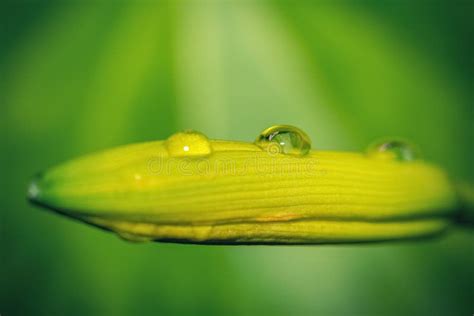 Macro of Water Drop on an Unopened Flower. Natural Environment Stock Image - Image of abstract ...