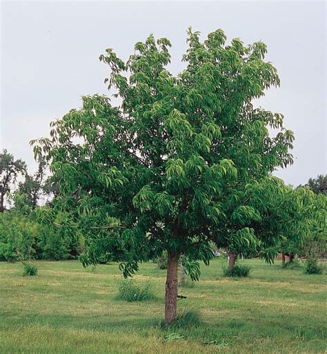 Buckeye Tree - Learn About Nature